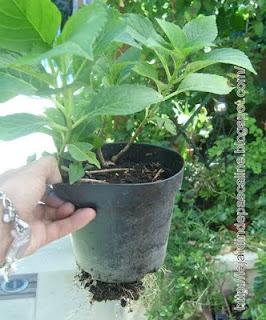 C'est le moment de bouturer l'hortensia !