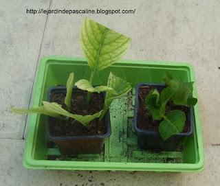 C'est le moment de bouturer l'hortensia !