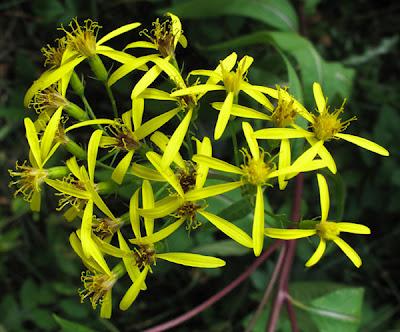 En forêt (3) : un Séneçon et deux Centaurées
