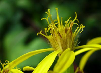 En forêt (3) : un Séneçon et deux Centaurées
