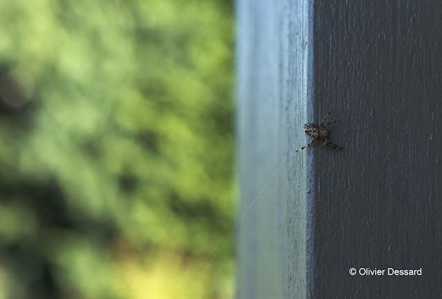 Rencontre du soir ...