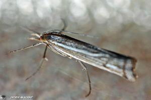 Catoptria-falsella-2