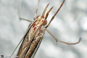 Portrait-Catoptria-falsella