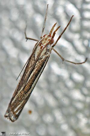 Catoptria-falsella
