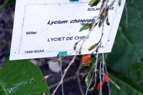 5 lycium étiquette marnay 25 sept 2008.jpg