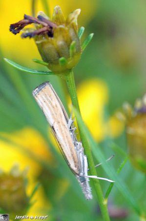 Agriphila straminella
