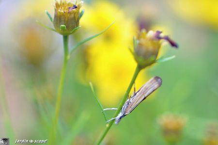 Agriphila straminella 2