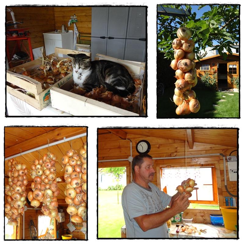 Récolte d'oignons, ails et échalotes, 5 août 2012