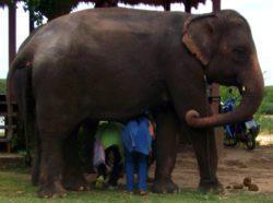 Au pays des khmers d'ISAN (3). À la poursuite des éléphants !