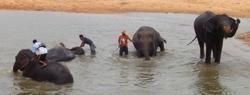 Au pays des khmers d'ISAN (3). À la poursuite des éléphants !