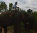 Au pays des khmers d'ISAN (3). À la poursuite des éléphants !