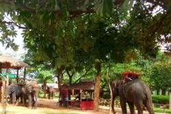 Au pays des khmers d'ISAN (3). À la poursuite des éléphants !
