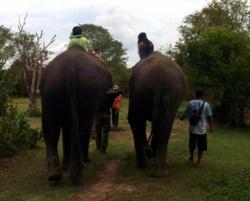 Au pays des khmers d'ISAN (3). À la poursuite des éléphants !