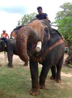 Au pays des khmers d'ISAN (3). À la poursuite des éléphants !