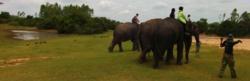 Au pays des khmers d'ISAN (3). À la poursuite des éléphants !