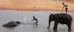 Au pays des khmers d'ISAN (3). À la poursuite des éléphants !