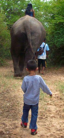 Au pays des khmers d'ISAN (3). À la poursuite des éléphants !