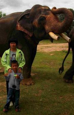 Au pays des khmers d'ISAN (3). À la poursuite des éléphants !