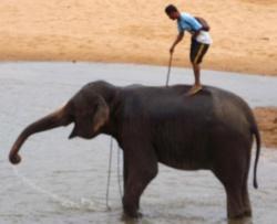 Au pays des khmers d'ISAN (3). À la poursuite des éléphants !