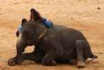 Au pays des khmers d'ISAN (3). À la poursuite des éléphants !
