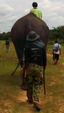 Au pays des khmers d'ISAN (3). À la poursuite des éléphants !