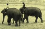 Au pays des khmers d'ISAN (3). À la poursuite des éléphants !