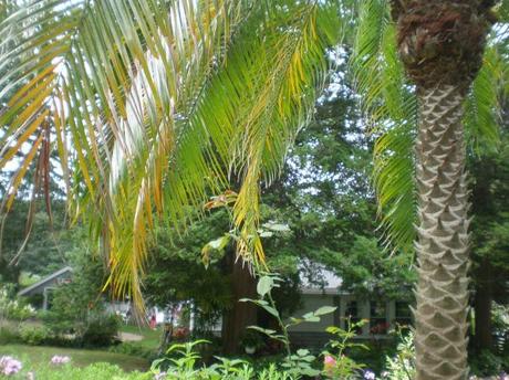 OLYMPUS DIGITAL CAMERA Août, Son jardin, l’exil et Gombrowicz