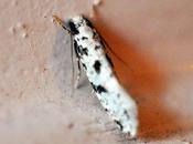 petites teignes attirées éclairages nocturnes...