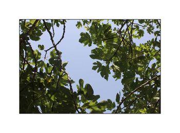 Gardant pour tes mains le tremblé des feuilles