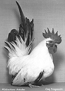 Coq-Nagasaki-2-jpg.jpg