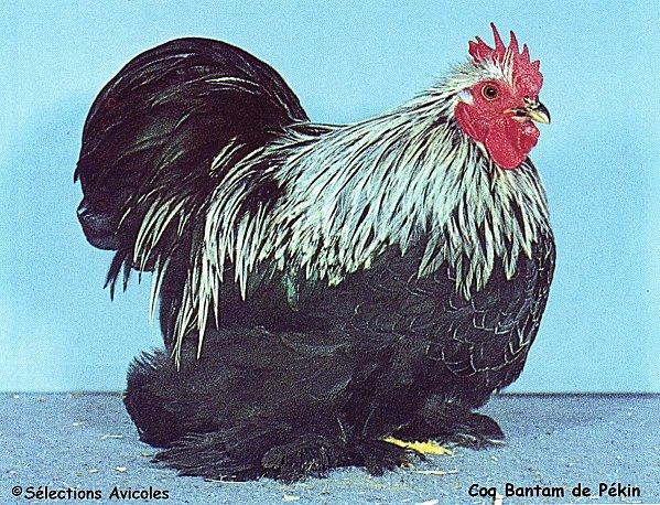 Bantam-de-Pekin.jpg