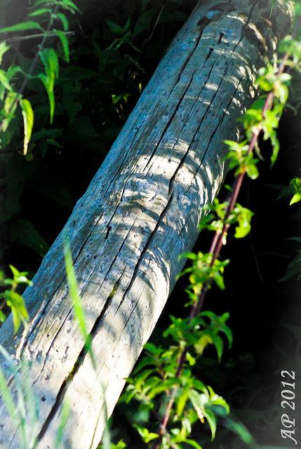 Do I dare? Oserai-je?