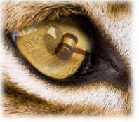 L’oeil de lynx de Karim Renno