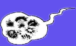 Parole d’enfant ► Les gros mots