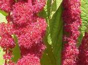 Amaranthes queue renard