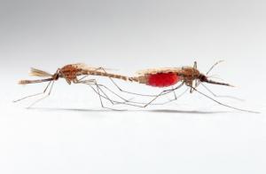 PALUDISME: Une grande avancée dans la technique de l’insecte stérile – American Chemical Society