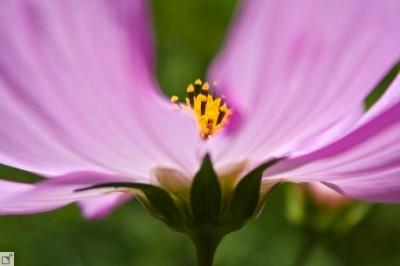 Technique : oser la photo rapprochée