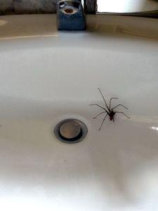 babous le retour ! 003