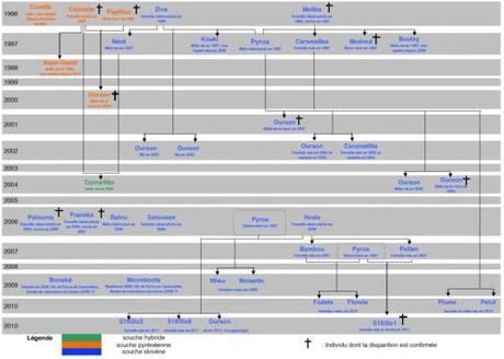 Arbre généalogique de la population d’ours brun dans les Pyrénées en 2011 Arbre généalogique de la population d’ours brun dans les Pyrénées en 2011