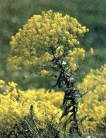 Le pastel et le pays de Cocagne