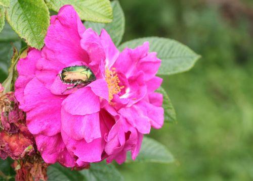 cetonia aurata 6 sur rose 7 juillet 037.jpg