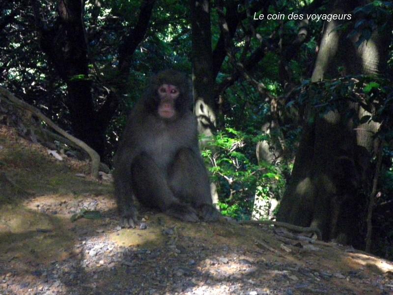 Arashiyama Monkey Park Iwatayama - La petite découverte de Sylvie