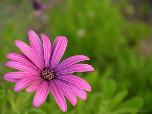 SIMPLICITE - Projet Photo 52 (semaine #34)