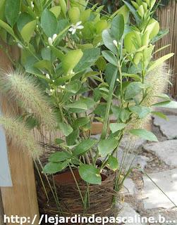 Sauvetage d'un Calamondin