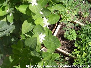 Sauvetage d'un Calamondin
