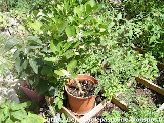 Sauvetage d'un Calamondin