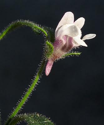 Chaenorrhinum minus, la Petite linaire