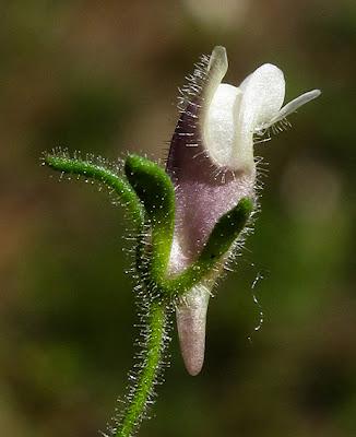 Chaenorrhinum minus, la Petite linaire