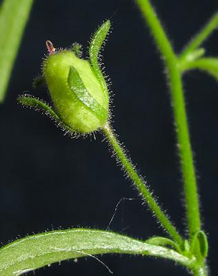 Chaenorrhinum minus, la Petite linaire
