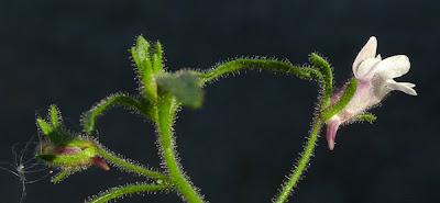 Chaenorrhinum minus, la Petite linaire